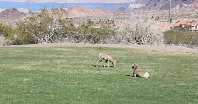 Desert Big Horn sheep grazing city park Nevada. Desert bighorn sheep that is native to the deserts Nevada around Las Vegas and Hoover Dam. Wildlife near urban city centers. State mammal of Nevada.