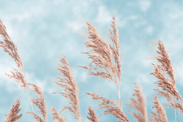 Golden reeds on the lake sway in the wind against the blue sky. Common reed, Dry reeds, blue sky. Abstract natural background. Beautiful pattern with neutral colors. Selective focus.