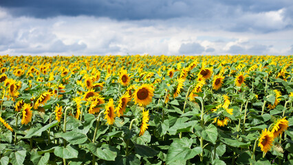 Fototapeta na wymiar Beautiful yellow sunflowers field before thunderstorm. Love planet concept. Wallpaper.
