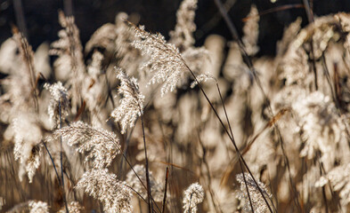 Blades of grass glistening in the sun. Horizontal space. 