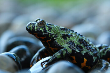 Oriental fire bellied toad sitting on rock, bombina orientalis, animal close-up