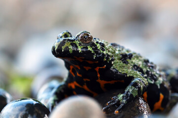 Oriental fire bellied toad sitting on rock, bombina orientalis, animal close-up