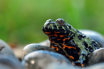 Oriental fire bellied toad sitting on rock, bombina orientalis, animal close-up