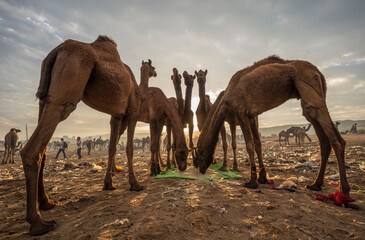 camels in the desert