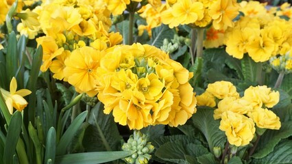 gelbe Primel mit dichtem Blütenkopf, Stengelprimel, Frühlingsblume und Beetpflanze