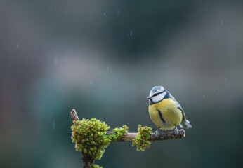 Mésange bleue sous la pluie, perchée sur une branche