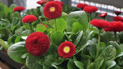 rote Bellis, Gänseblümchen - Frühlingsblumen für den Balkonkasten, Beetpflanzen © Birgit Puck