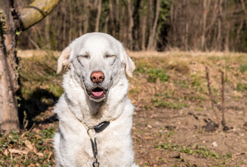 Portrait of young white Maremma Sheepdog with closed eyes in the garden.