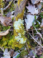 Lichen 