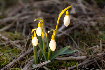 Snowdrops in the spring sun. The first ambassadors of spring sunshine.