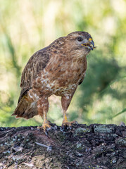 Steppe Buzzard eating bird prey, Kruger National Park