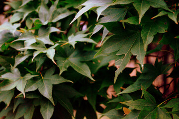 Fototapeta na wymiar green leaves of a maple tree