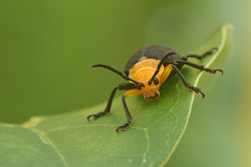 Coelomera sp; besouro representante da família Chrysomelidae, ordem Coleoptera.
