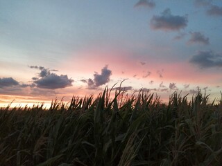 Das Feld und der Abend