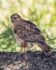 Steppe Buzzard eating bird prey, Kruger National Park