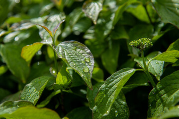 Fototapeta premium Nice tropical green leaves with rain water drops, plant and nature photography, abstract background with space for text