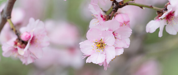 early spring. Flowering branches of almond tree.