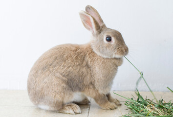 portrait of a fluffy beige rabbit eating grass, pet, cute animal, easter bunny