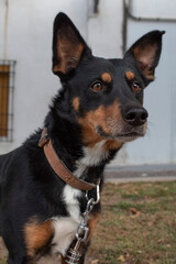 perro , perro observando, dog