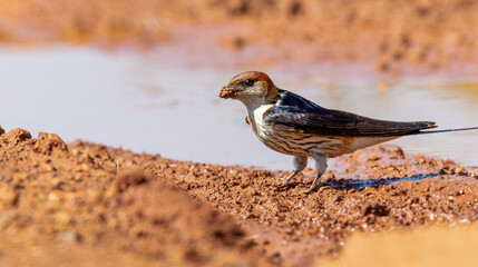 Greater Striped Swallow collecting mud to build its nest, Kruger National Park