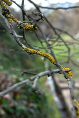 moho en ramas, moho amarillo, naturaleza