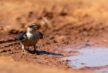 Greater Striped Swallow collecting mud to build its nest, Kruger National Park