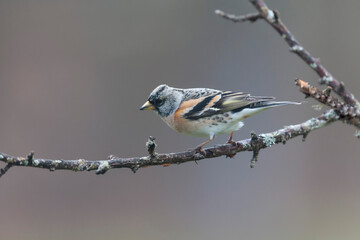 Brambling Fringilla montifringilla during a cold winter period in France 