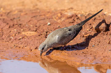 Female Namaqua Dove, Kruger National Park