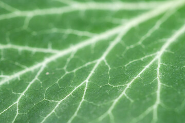 leaf macro