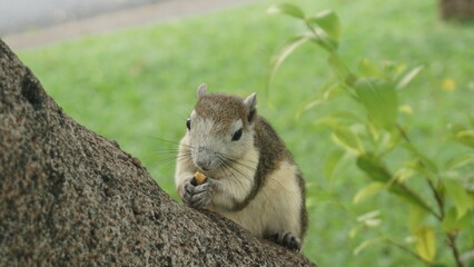 Squirrels are gnawing nuts on a tree
