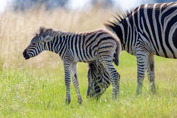 Zebra foal with mother, Pilanesberg National Park