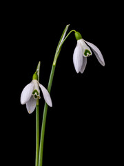 Two snowdrop flowers on black background.