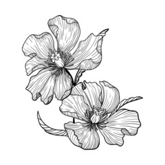 illustration flora flowers nature lines black and white