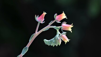 Pink and yellow succulent flowers with dark background