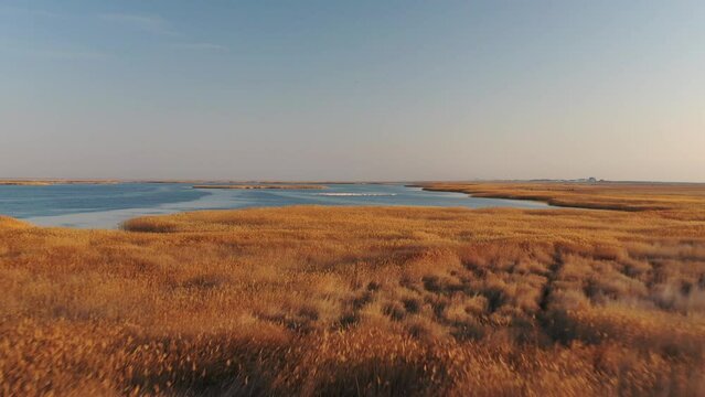 pink flamingos, Flamingos, birds, animal world, animals, beautiful flamingos, exotic, birds of prey trailer, nature sounds