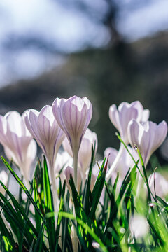 Spring white crocuses growing in the wild in March