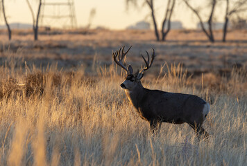 Mule Deer Buck During the Rut in Colorado in Fall