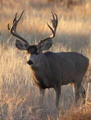 Naklejka na ściany i meble Mule Deer Buck During the Rut in Colorado in Fall