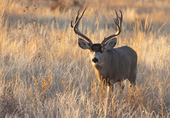 Mule Deer Buck During the Rut in Colorado in Fall