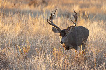 Mule Deer Buck During the Rut in Colorado in Fall