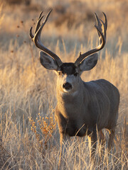 Mule Deer Buck During the Rut in Colorado in Fall