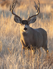 Mule Deer Buck During the Rut in Colorado in Fall