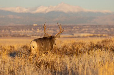 Mule Deer Buck During the Rut in Colorado in Fall