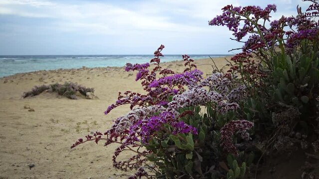 Sea-lavender, statice (Limonium axillare), a flowering plant on the stone-sand shore of the Red Sea, Egypt