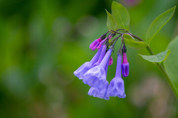 Virginia bluebells cluster with some full blooms and some buds in early spring