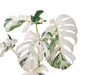 Variegated Monstera Plant Isolated on White Background with Clip
