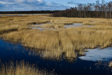 lake in the forest