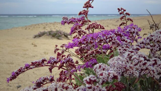 Sea-lavender, statice (Limonium axillare), a flowering plant on the stone-sand shore of the Red Sea, Egypt