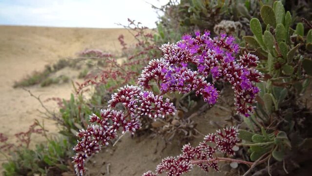 Sea-lavender, statice (Limonium axillare), a flowering plant on the stone-sand shore of the Red Sea, Egypt