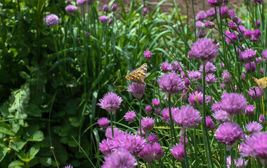 early spring plants with insects